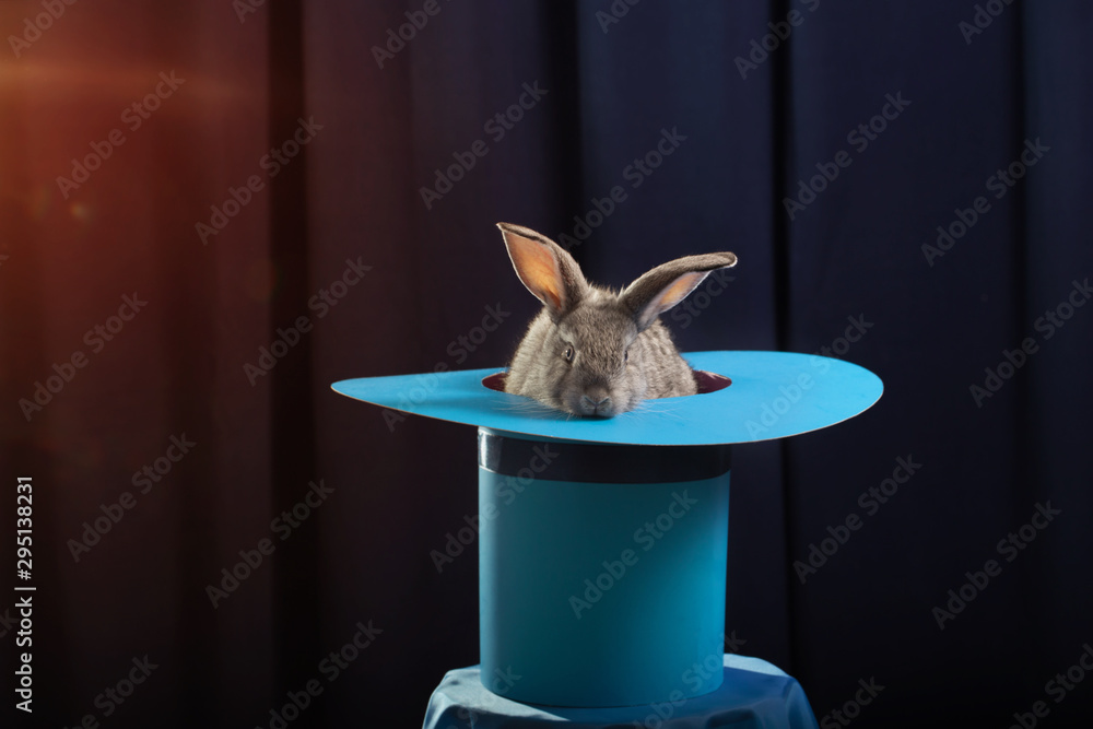 Wall mural rabbit in  hat on blue background