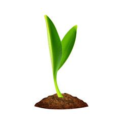 Green seedling grows from the ground, a small sprout, a young plant grows.