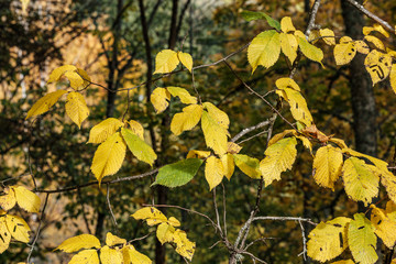 autumn colored yellow tree leaves in the forest