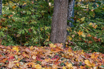 autumn pattern. abstract with yellow and green tree leaves