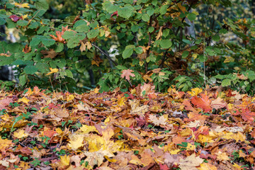 autumn pattern. abstract with yellow and green tree leaves