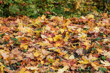 autumn pattern. abstract with yellow and green tree leaves