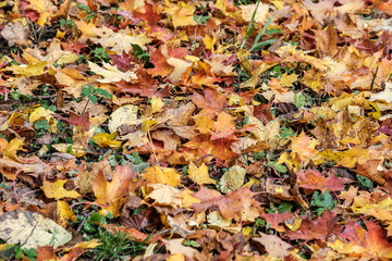 autumn pattern. abstract with green tree leaves