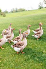 Ducks are walking in the garden