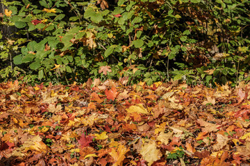 autumn pattern. abstract with yellow and green tree leaves