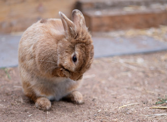 kleiner brauner Hase putzt sich in seinem Stall