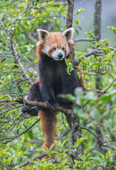 Red panda seen at Sikkim,India