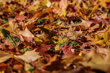 autumn pattern. abstract with green tree leaves
