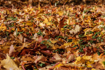 autumn pattern. abstract with green tree leaves