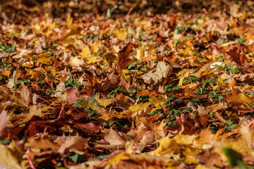 orange leaves
