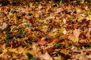 autumn pattern. abstract with green tree leaves
