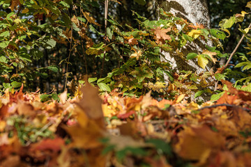 autumn pattern. abstract with yellow and green tree leaves