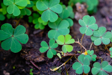 Spring background frame, Green clover leaf isolated on white background. with three-leaved shamrocks. St. Patrick's day holiday symbol,Spring concept.