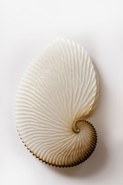 Octopus Shell 