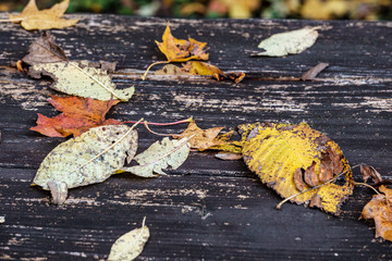 golden autumn leaves on old wooden table
