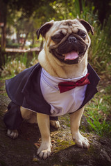 Perro pug vestido con frac. El doguillo, comúnmente llamado carlino o pug es una raza de perro de origen histórico en China. Es un perro pequeño de tipo molosoide, utilizado como mascota