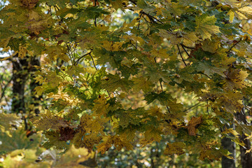 autumn pattern. abstract with green tree leaves