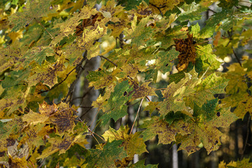 autumn pattern. abstract with green tree leaves