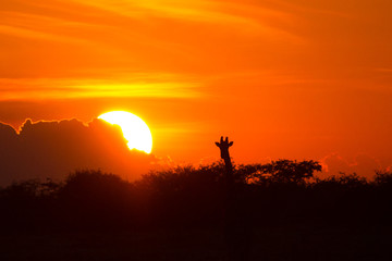 Etosha National Park, Namibia. A giraffe (Giraffa camelopardalis) is silhouetted by the setting sun.