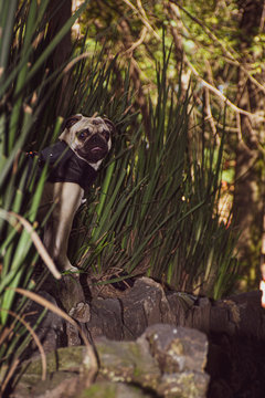 Pug, doguillo o carlino es una raza de perro de origen hist&oacute;rico en China. Es un perro peque&ntilde;o de tipo molosoide, utilizado como mascota