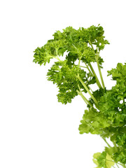 Parsley Sprouts Branch. Isolated on white background.