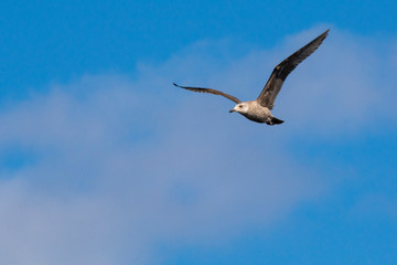 seagull flying overhead, on right