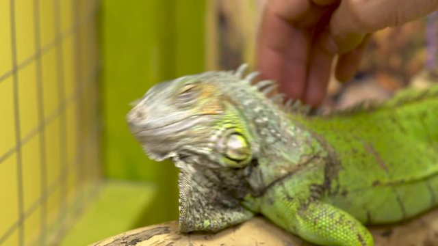 A man stroking an iguana. The iguana shakes her head so that she is not touched. Close-up