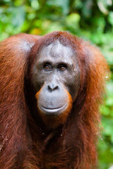 SABAH, MALAYSIAN BORNEO 18-year-old orangutan (Pongo pygmaeus) photographed at the Orangutan Rehabilitation Centre in Sepilok.