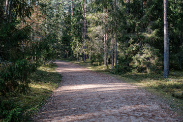 Naklejka premium golden yellow autumn road in sunny day