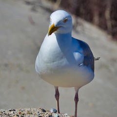 european herring gull on heligoland