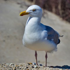 Fototapeta premium european herring gull on heligoland