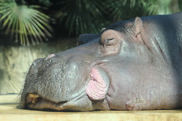 hippopotamus   (hippopotamus amphibius)