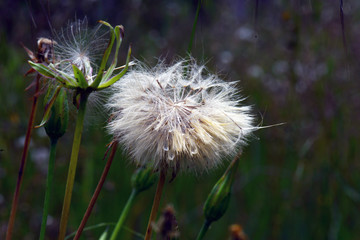 Soffione, fiore