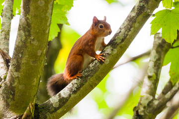 Naklejka na ściany i meble Red squirrel on tree branch