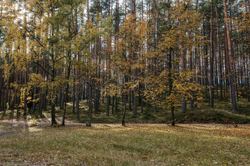 tree trunk wall in forest
