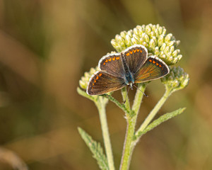 Brown Argus butterfly on flower