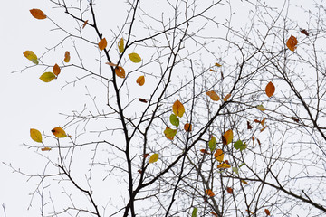 Herbst im Rotbuchenwald