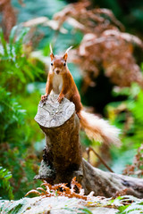 Red squirrel looking into camera from vantage point on tree trunk.
