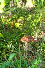 Boletus mushroom on a background of a green grass at summer season