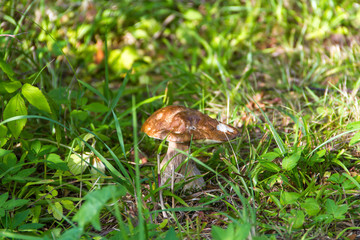 Boletus mushroom on a background of a green grass at summer season