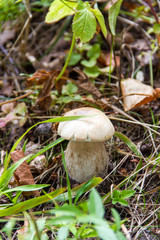 White mushroom on a brown and green background at autumn season