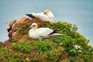 Northern Garnet on the red Rock - Morus bassanus,