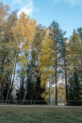 golden yellow colored tree leaves inn the park