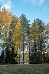 golden yellow colored tree leaves inn the park