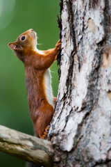 Red squirrel in habitat