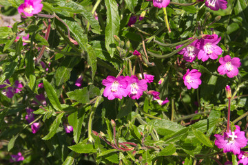 Hairy willowherb in summer garden