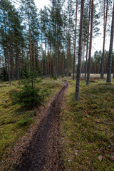 small narrow trail in the woods