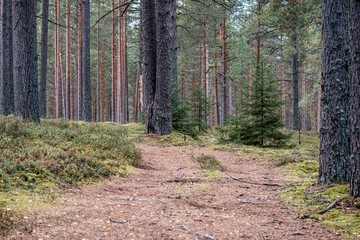 small narrow trail in the woods
