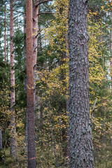 tree trunk wall in forest