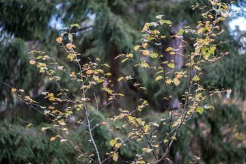 autumn colored yellow tree leaves in the forest